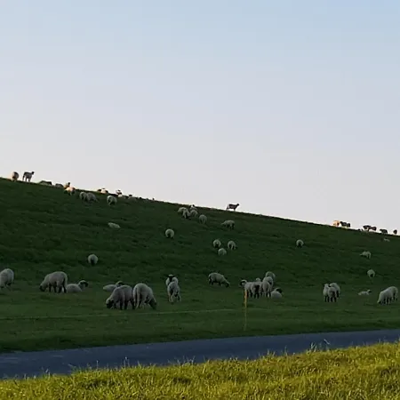 Fewo Blied Am Gulfhof Anelis *